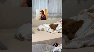 #シニア犬 #トイプードル #犬のいる暮らし #ペット #モーニングルーティン