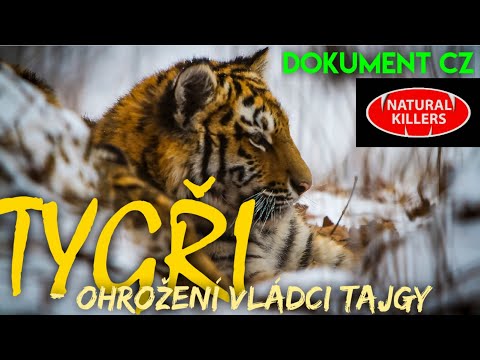 18 TYGŘI - ohrožení vládci tajgy