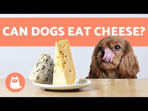 YouTube video about: Can dogs have provolone cheese?