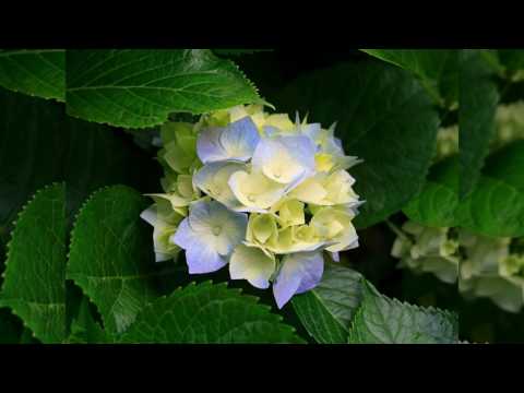 Top 40 Hits Of 1901 03 S H Dudley When Reuben Comes To Town