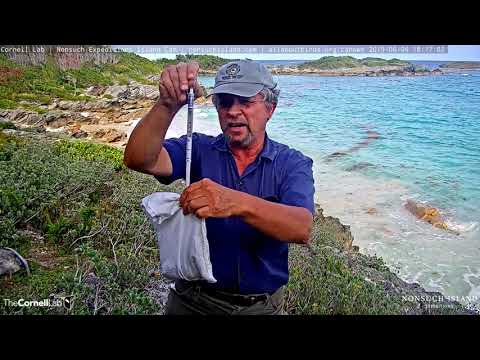 Nest Check For Cahow Chick "Cedar" Just Prior to Fledging From Nonsuch Island – June 6, 2019