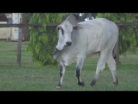 NELORE MANDY - 617 PO - GSGJ  617