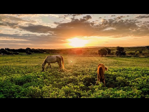 Peaceful Farm Ambience with Farm Animals | Nature & Farm Sounds with Farm Animals for Relaxing