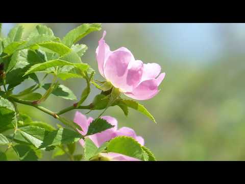 Geta Lazar - Domnul este lumina mea