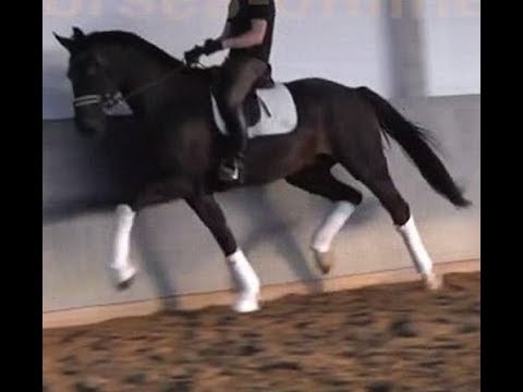 2016 Hanoverian gelding by BON COEUR 17 hh www.sporthorses-online.com