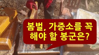 봄벌, 가증소가 필요한 봉군