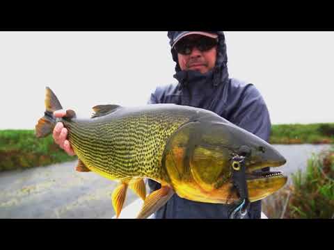 Golden Dorado Fishing at Iberá Wetlands