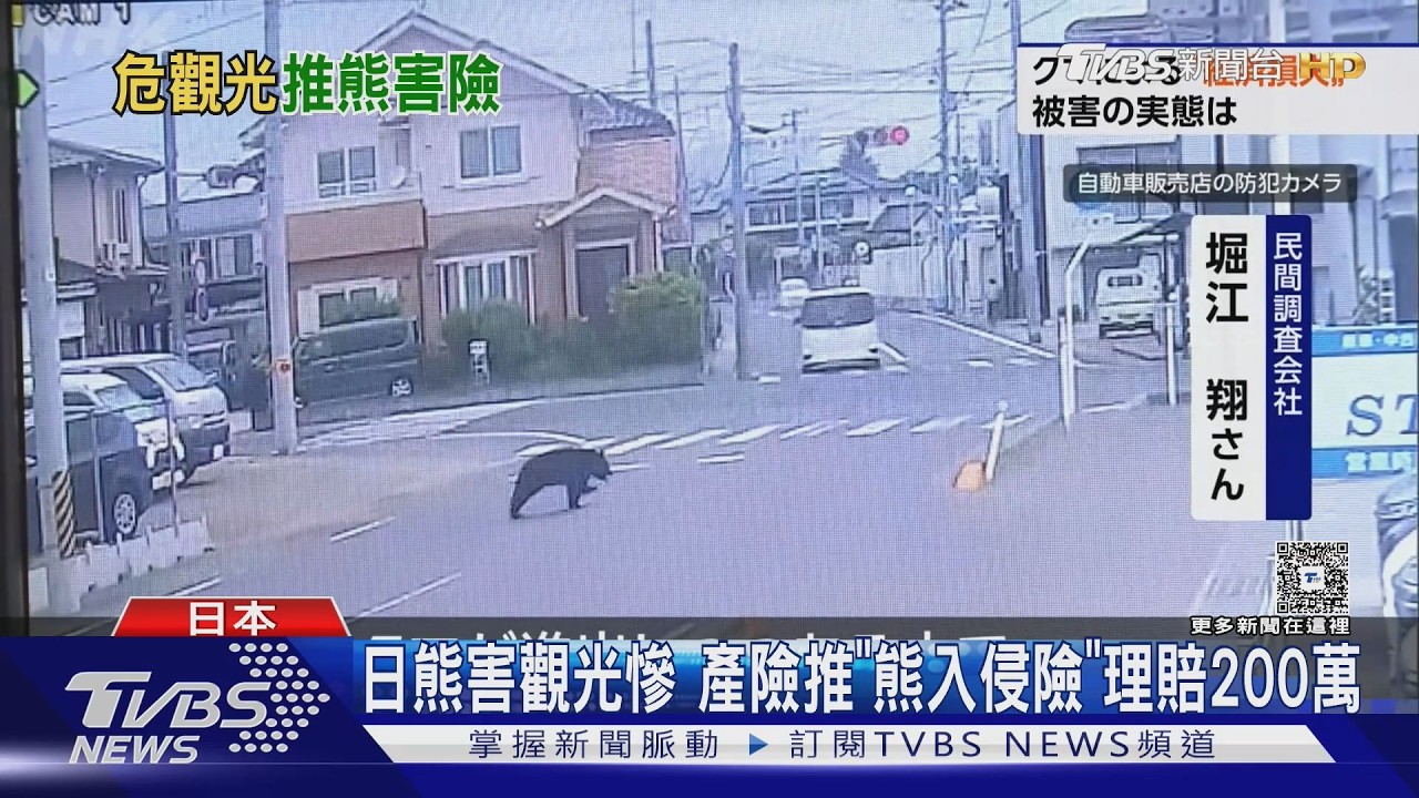 神戶也有熊！日本熊害蔓延都市　露營業者推「遇熊退2倍」