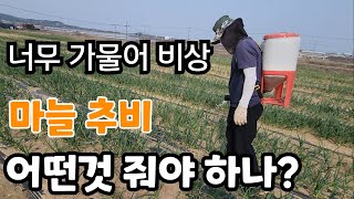마늘밭 너무 가물어서! 어떤 추비를 주어야 알이 굵어 질까?