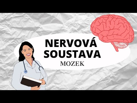 , title : 'NERVOVÁ SOUSTAVA - Mozek'