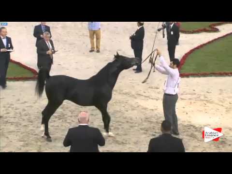 N.174 BS MANSOOR - Sharjah 2016 - 4-6 year old Stallions (Class 9)