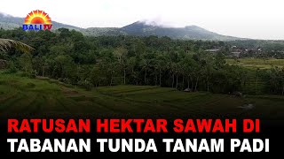 Download lagu RATUSAN HEKTAR SAWAH DI TABANAN TUNDA TANAM PADI mp3