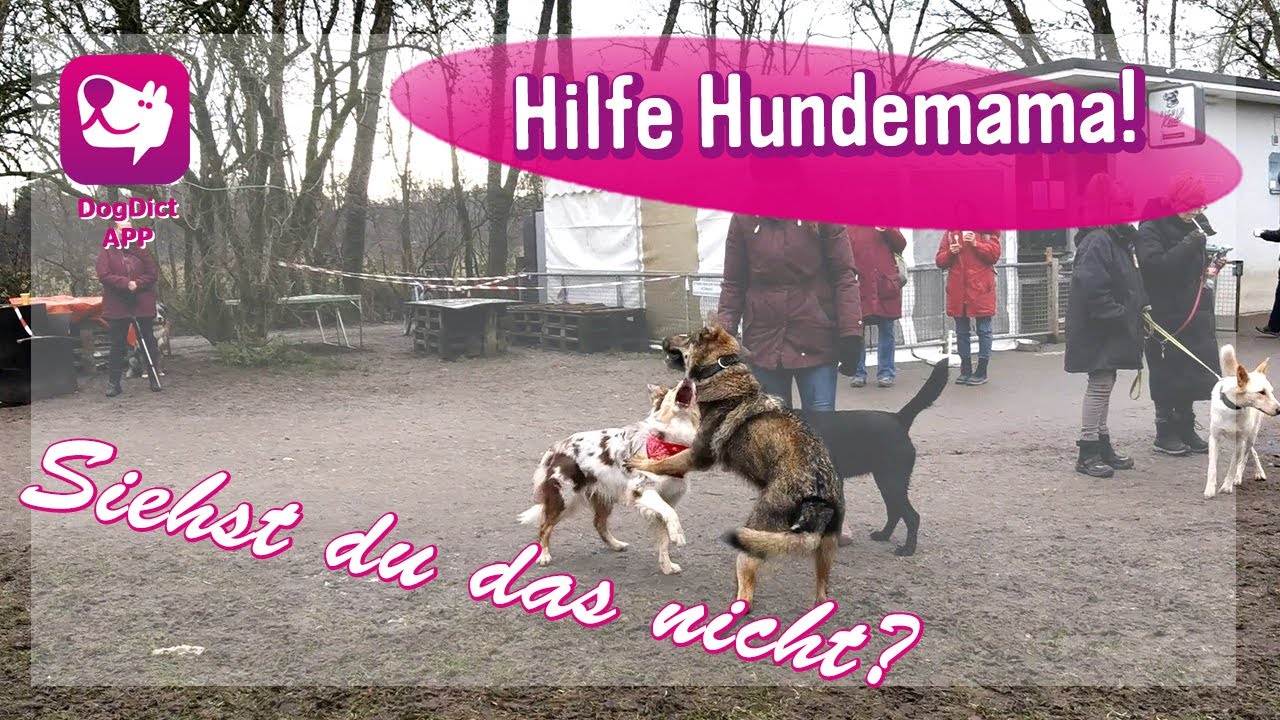 Hilfe Hundemama, siehst du das nicht? Hundeschule Alex Angrick zeigt Videos zur Hundekommunikation