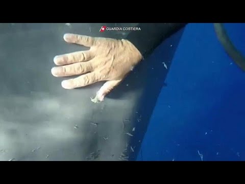 Taucher befreien Pottwal aus Fischernetz