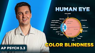 The Human Eye & Color Blindness [AP Psychology Unit 3 Topic 3] (3.3)