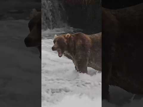 ‘BACKPACK’ se corona como el OSO más GORDO de Alaska #shorts