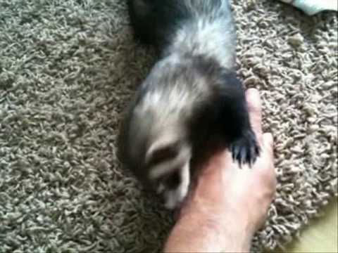 Absolute Frettchen Liebeslied