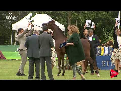 N.24 D SHEIMAZ - Strohen 2019 B Int - Yearling Colts (Class F)