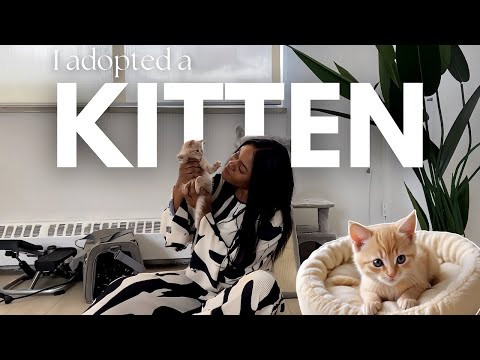 Ho adottato un gattino! (La prima settimana del gattino a casa 🐈)