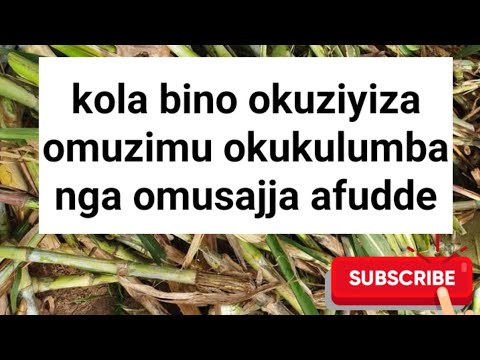 Nga omwagalwaawo afudde,Kola bino okuziyiza omuzimu okutawaanya @SSENGABIROOTONEDDAGALA