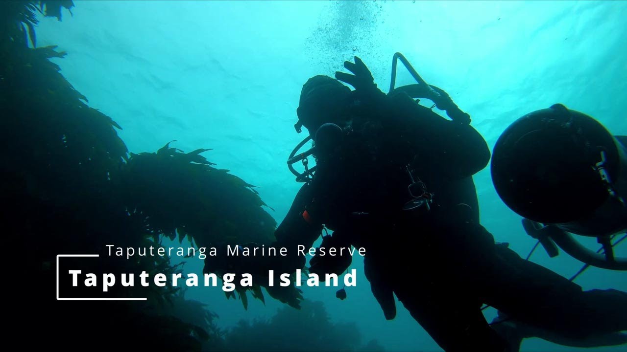 Discover vibrant marine world at Taputeranga Marine Reserve.