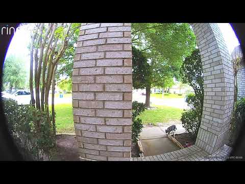 Cat fight (watch with volume)