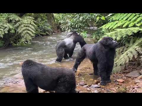 Gorillas in Uganda Crossing the River Book your Gorilla Trip with Ngoni Safaris Uganda.