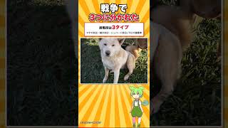 【犬種シリーズ #13】日本とアメリカで別の犬種になった｜秋田