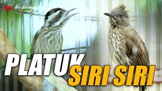 Download lagu MASTERAN MEWAH PLATUK VS SIRI SIRI mp3 Download lagu MASTERAN MEWAH PLATUK VS SIRI SIRI mp3