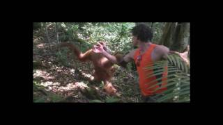Wild Orangutan Attack, then cuddle!