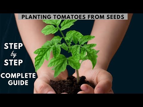 , title : 'Planting Tomatoes from Seeds 🌱 Από το Σπόρο έως την Ντομάτα 🍅 Complete Guide'