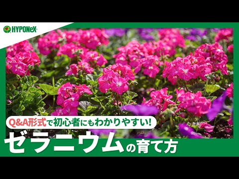 ゼラニウムに最も効果的な天然肥料は何ですか?  庭園