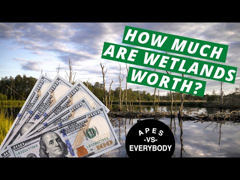 AP Environmental Science 2.2 - Ecosystem Services and Wetlands