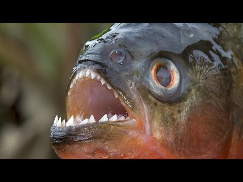 Top 50 curiosities about PIRANHA fish