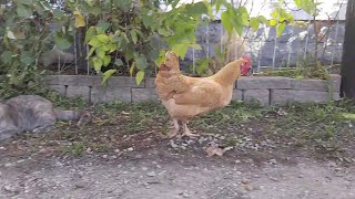 Chicken Steals Mouse from Cat || ViralHog