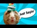 Guinea Pig Speaks Out