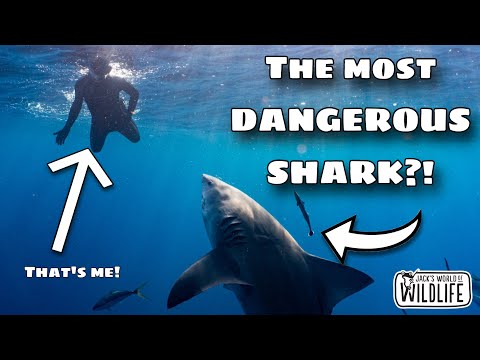 How DANGEROUS Are SHARKS?!