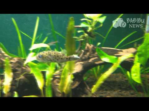 True Facts About The Dwarf Mini Puffer Fugu Freshwater Tropical Fish Aquascape Planted Tank