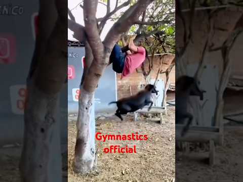 The goat followed the boy and the boy climbed the tree 🐐 ♑ 🌴 🎄 ##youtubeshorts #trending