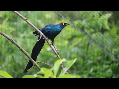 Liskavec dlhochvostý (Lamprotornis caudatus) — video o speve a chove