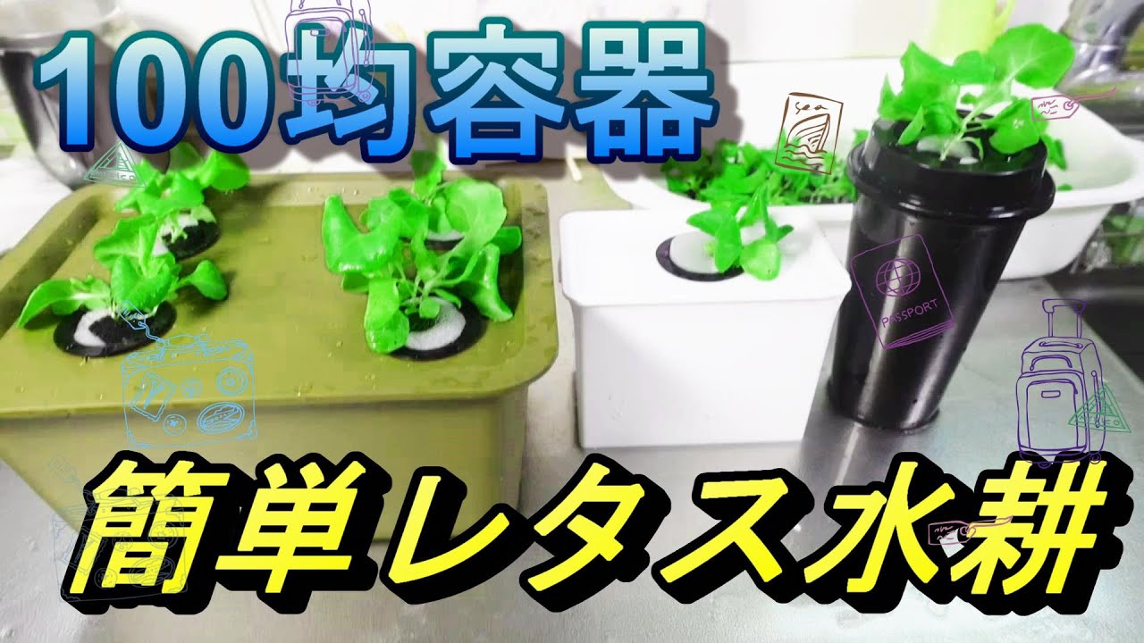 【野菜の水耕栽培】１００均容器で作るレタスの水耕栽培装置の紹介