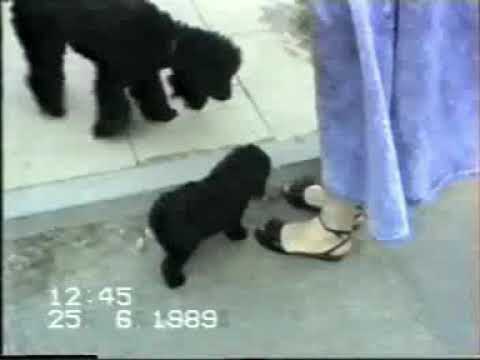 Schwerin 1989 der etwas andere 3. Teil so süß