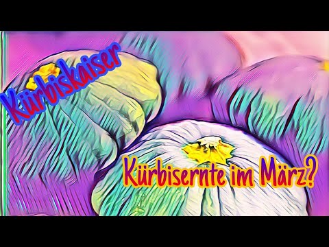 Kürbisernte im März? Ist es möglich? Das Experiment!!!