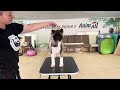 Akita puppy Flame Strider in Diversity shows off his talents during training
