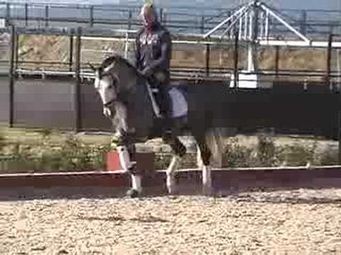 Andalusian PRE - SOLD TO ENGLAND nr 314 - WWW.HORSESPRE.COM