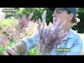 Video for Savannah Grass
