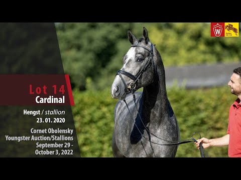 Cornet Obolensky Youngster Auction Lot 14 Cardinal Hengst v. Cornet Obolensky - Quidam de Revel