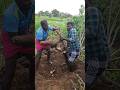 மரவள்ளி கிழங்கு Maravalli Kizhangu Farming Tapioca மரவள்ளி