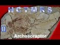 How Creationism Taught Me Real Science 15 Archaeoraptor