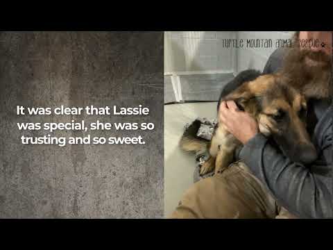 Lassie: From Rescued To Rescuer!